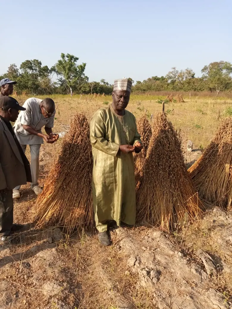 People beside harvested sesame in a rural field