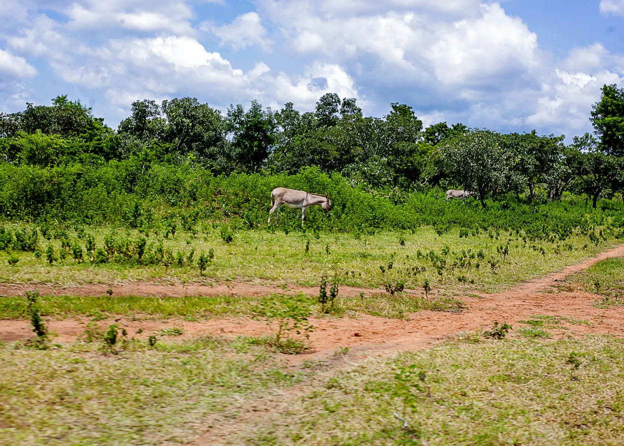 Rural terrain in a productive landscape