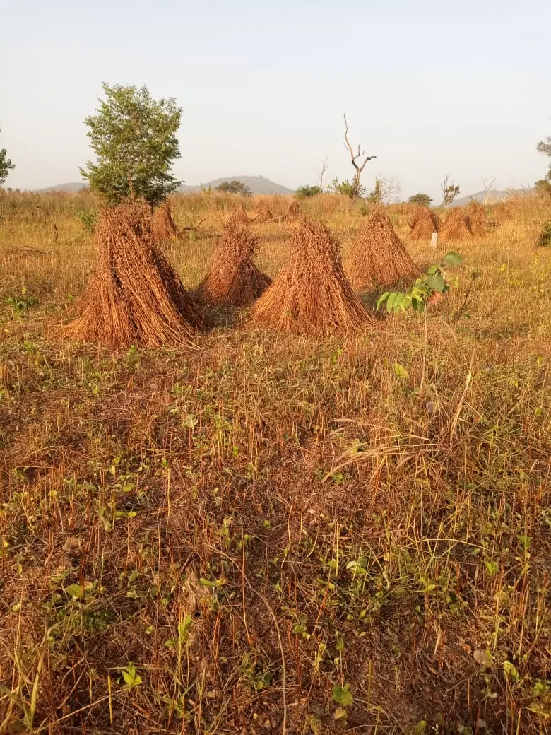 Sesame plants growing in a cultivated field